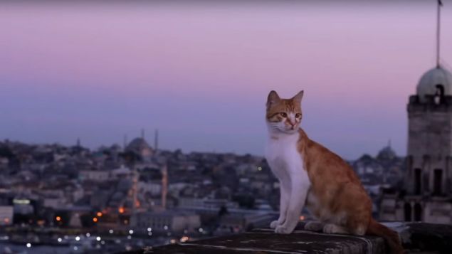 A still from Kedi.