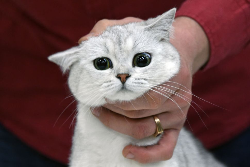 A man poses with his Scottish shorthair cat during the Catsburg 2017 International Cats show in Moscow on March 4, 2017. / AFP PHOTO / Vasily MAXIMOV (Photo credit should read VASILY MAXIMOV/AFP/Getty Images)