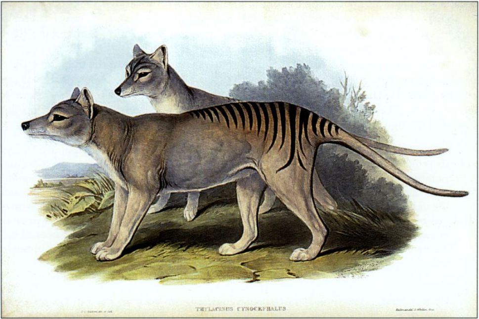 People are reporting sightings of the Tasmanian tiger, thought to