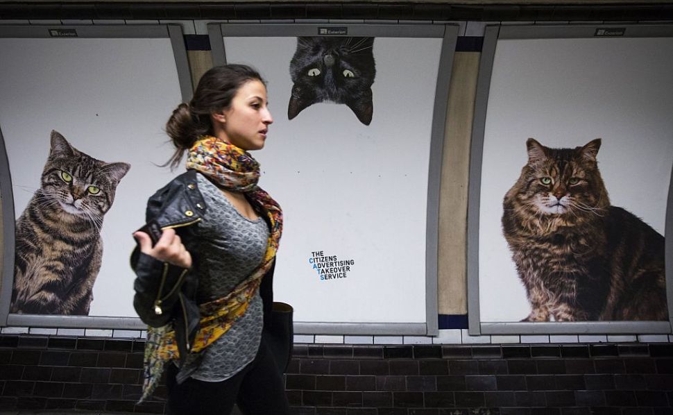 A commuter walks past cat posters at Clapham Common Underground station in south west London on September 16, 2016. Creative collective, Citizens Advertising Takeover Service (CATS), a project started by a group called Glimpse, have replaced many of the adverts in Clapham Common Underground station with posters featuring stray cats from Battersea Dogs & Cats Home and Cats Protection, after raising £23,000 from almost 700 people via crowdfunding website kickstarter. / AFP / Jack TAYLOR (Photo credit should read JACK TAYLOR/AFP/Getty Images)