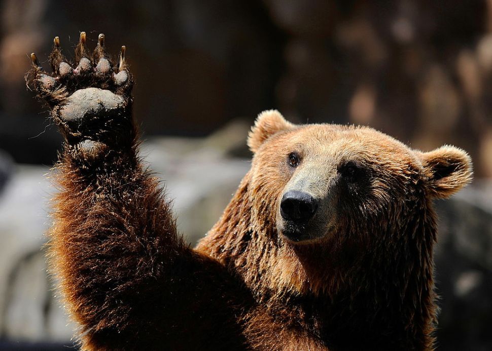 A grizzly bear waves at Madrid's zoo on July 7, 2010 on a hot summer day. AFP PHOTO/DANI POZO (Photo credit should read DANI POZO/AFP/Getty Images)