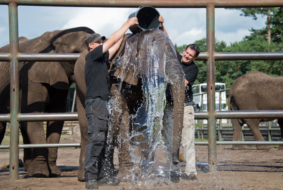Animal keepers Frithjof Behlau (L) und Oliver Kant of central German wild life Serengeti Park Hodenhagen pour a bucket of water onto female elephant Nelly during an Ice Bucket Challenge on August 25, 2014. The Ice Bucket Challenge is an initiative to raise awareness and funds for Amyotrophic Lateral Sclerosis (ALS) also known as Motor Neuron Disease (MND). People all over the world have already participated in the challenge, elephant Nelly however omitted the ice in the water. AFP PHOTO / DPA / JULIAN STRATENSCHULTE +++ GERMANY OUT (Photo credit should read JULIAN STRATENSCHULTE/AFP/Getty Images)
