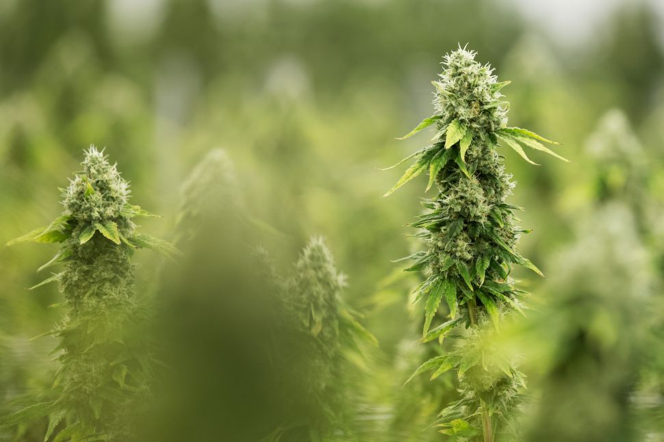 There is growing evidence for the use of cannabis in treating opioid addiction.