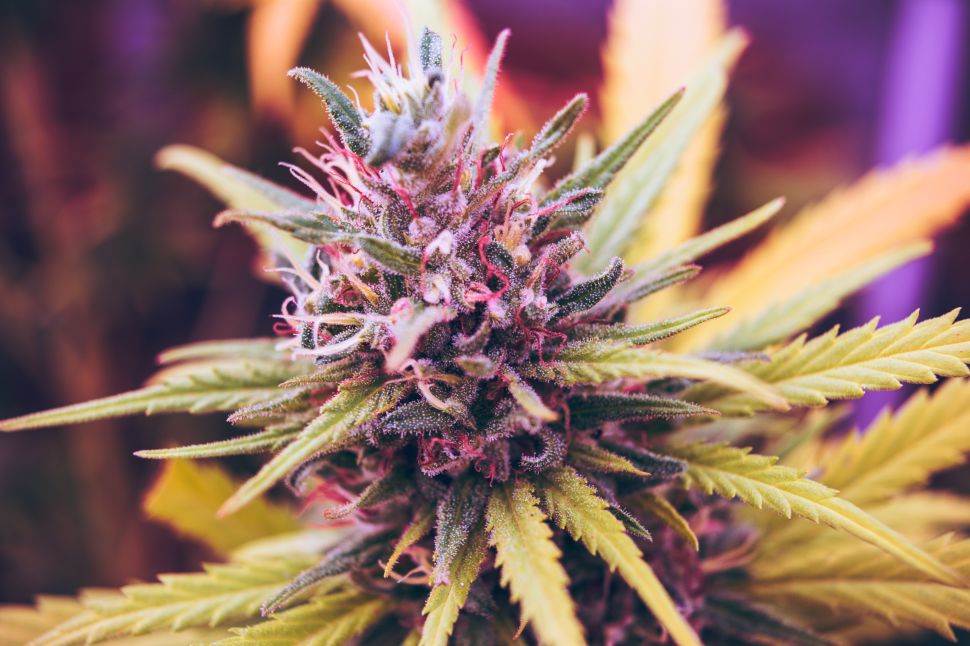 An Illinois judge has ruled in Ashley Surin’s favor, allowing the 11-year-old epileptic access to medical cannabis during the school day.