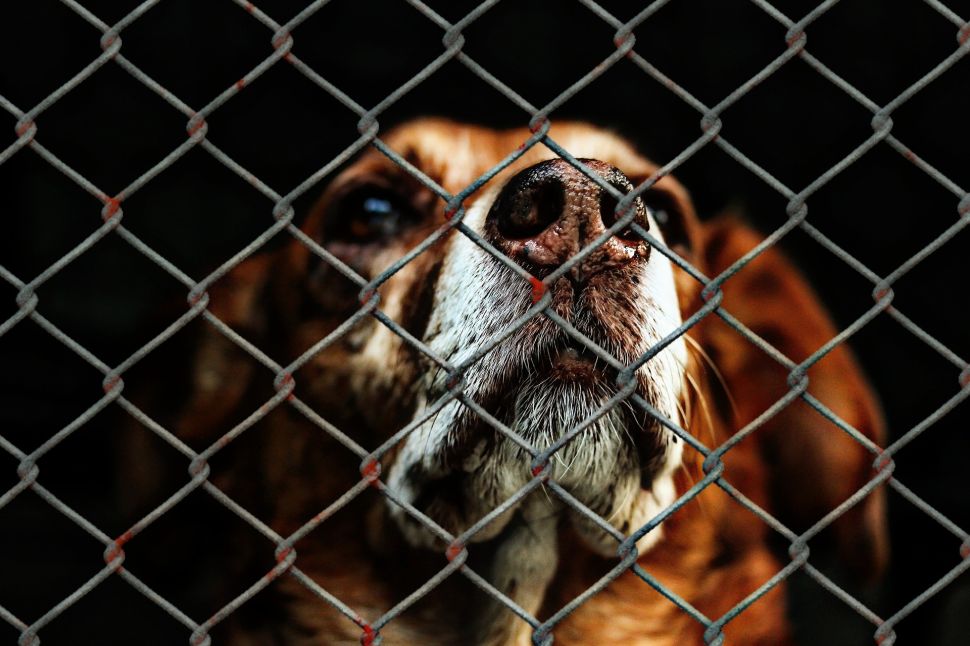 NJSPCA Decertification
