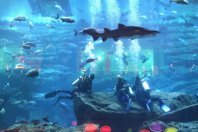 A true shark tank.