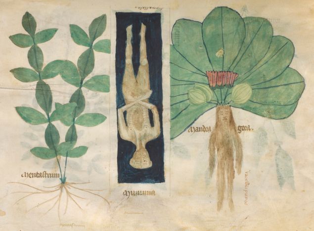 Mint, Mummy, and Mandrake, from Compendium Salernitanum, Northern Italy, possibly Venice, 1350-137. The Morgan Library & Museum, MS M.873, fol. 61v. Photography by Graham S. Haber, 2017.
