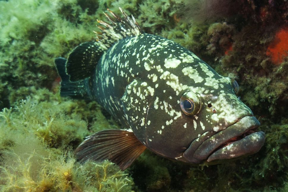 This photo taken on May 1, 2017 shows a Merou, or Grouper fish, in the Port-Cros natural park. An emblematic fish of the Mediterranean Sea, the Merou, victim of poaching and pollution, with 66 groupers counted during a first counting operation in 2004, more than 320 in 2016 during the last census of the species in the Calanques national park.
