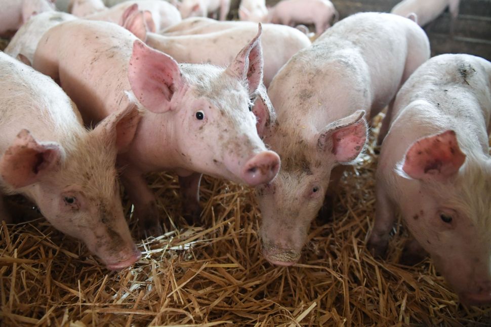 Tariff on U.S. pork is up 50 percent this year.