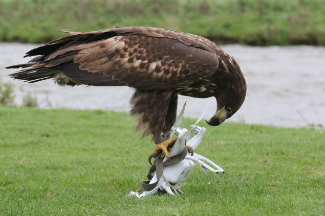 Drones: no match for eagles.