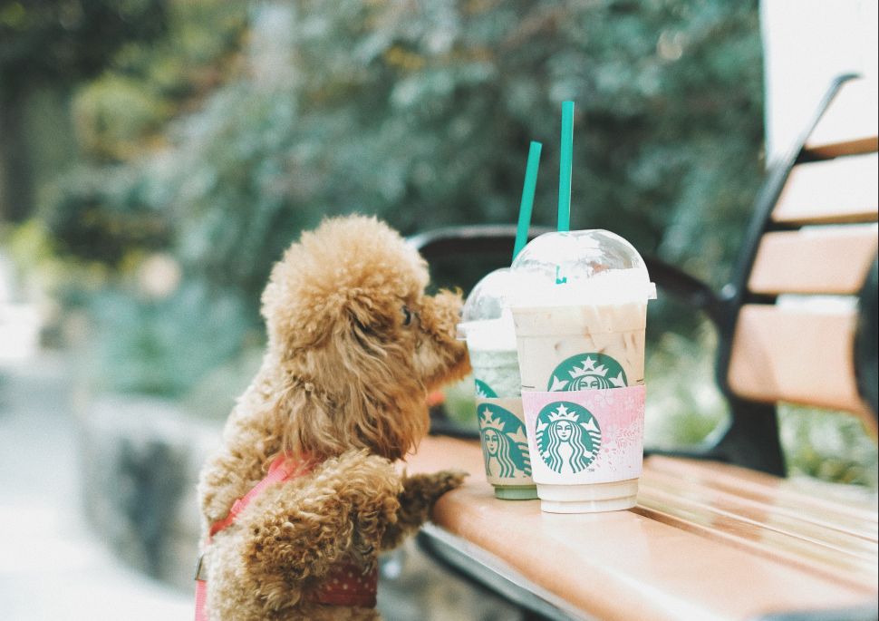 Starbucks will ban plastic straws by 2020.
