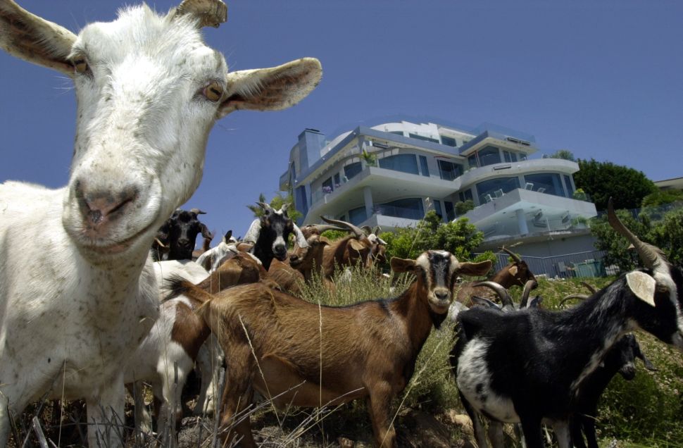 Welcome to #Goatgate.