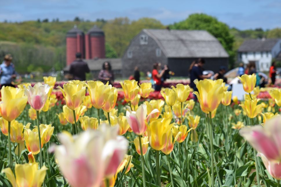 Selfie-seekers flock to Wicked Tulips Farm in Rhode Island