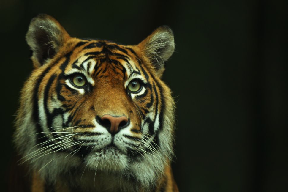 It’s not illegal—and actually terrifyingly easy—to buy or sell a tiger in the United States.