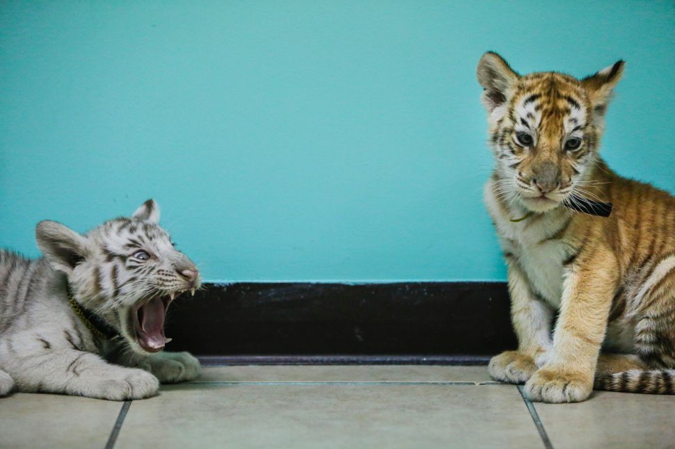 Ferocious feline or cuddly cat? Tiger cubs can grow up to be 500-pound beasts.