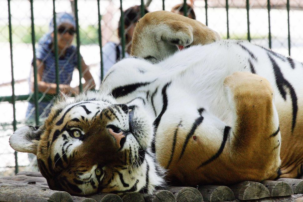 Estimates show that there are 5,000 to 10,000 tigers in the United States that live in backyards, roadside zoos and in homes.