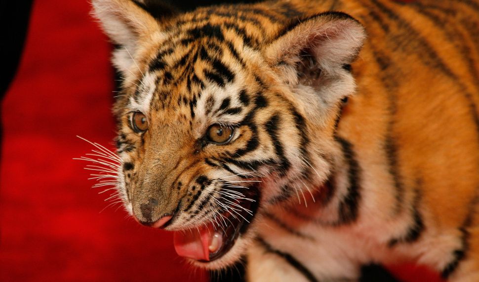 Magician Rick Thomas brought his tiger Chaos to the 2007 World Magic Awards.