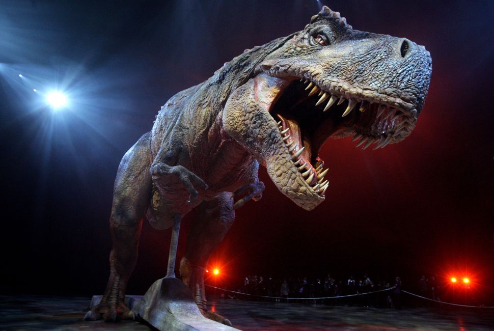 An adult Tyrannosaurs Rex robotic dinosaur.