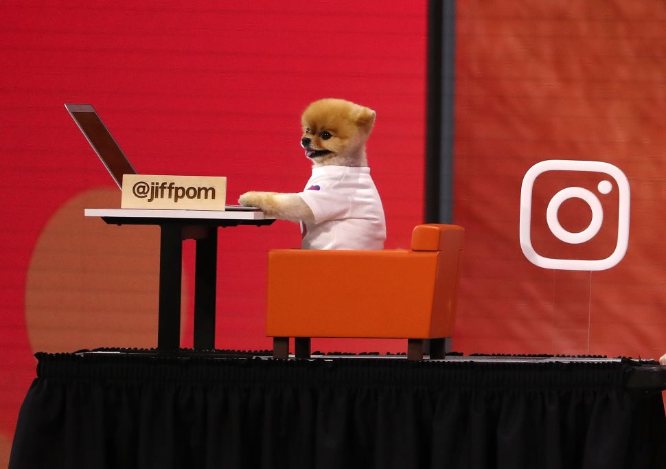 Even dogs are Instagramming now, which is why Merriam-Webster added the verb to its dictionary.
