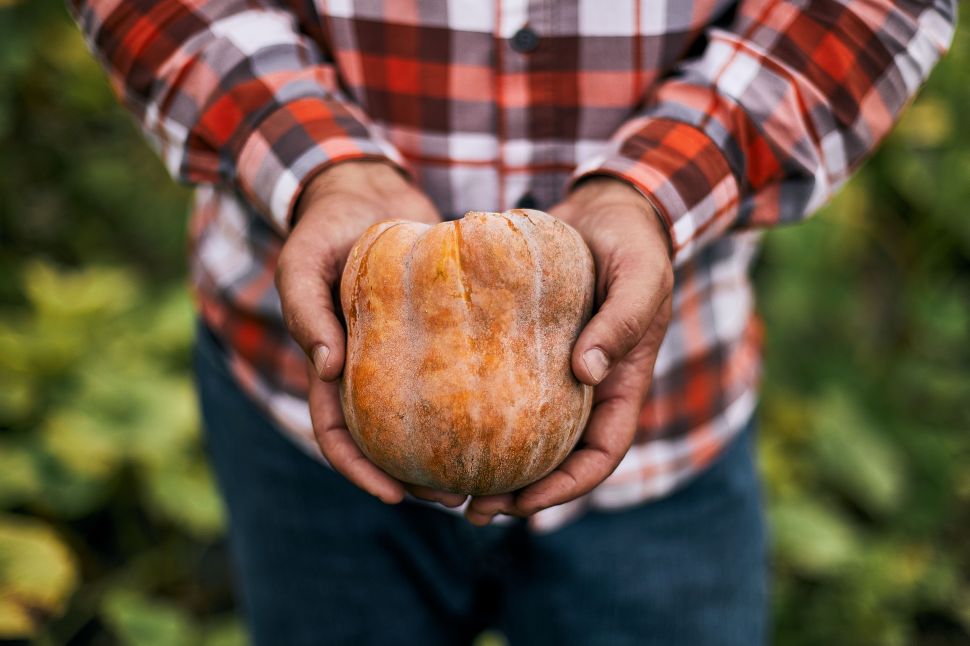 The Robin's Koginut squash, a designer breed developed for Sweetgreen by Dan Barber and Row 7, might be the Yeezy of the vegetable world/fast casual dining