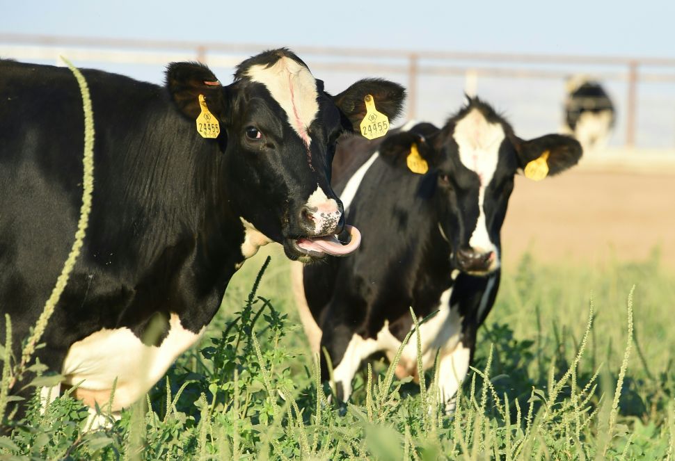 mad cow disease