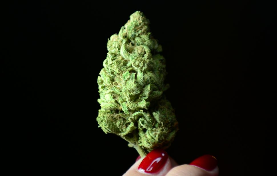 A bud of Maui Afghooey medical marijuana.