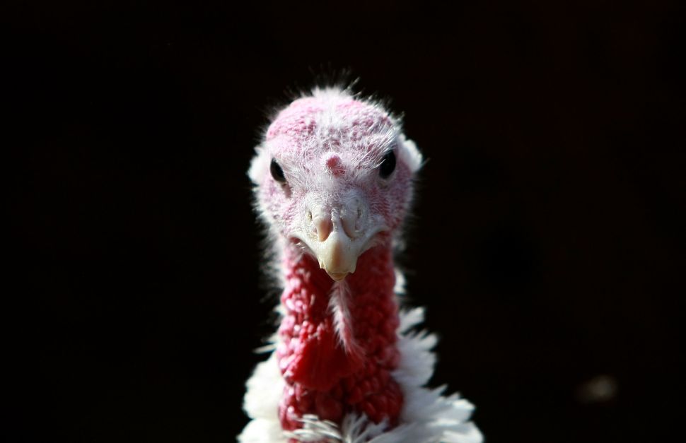 Cargill is one of the nation’s largest suppliers of fresh turkeys, and this year the company has enrolled approximately 70 contracted individual family turkey farms in Missouri and Texas into its Honeysuckle White Traceability Program.