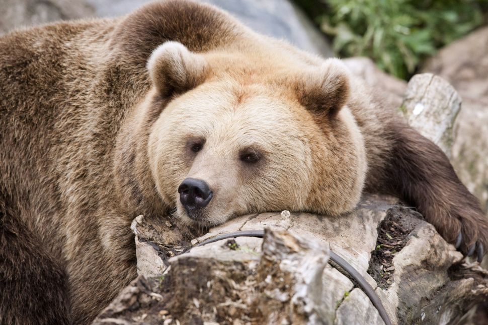 Bear market