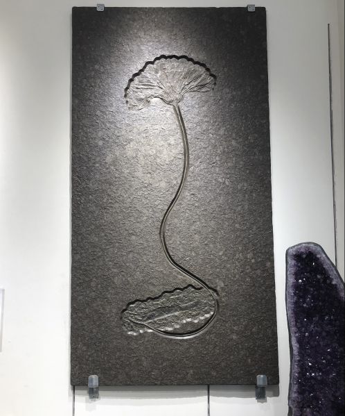 The 500 million year old fossil that Bryan Miller purchased.