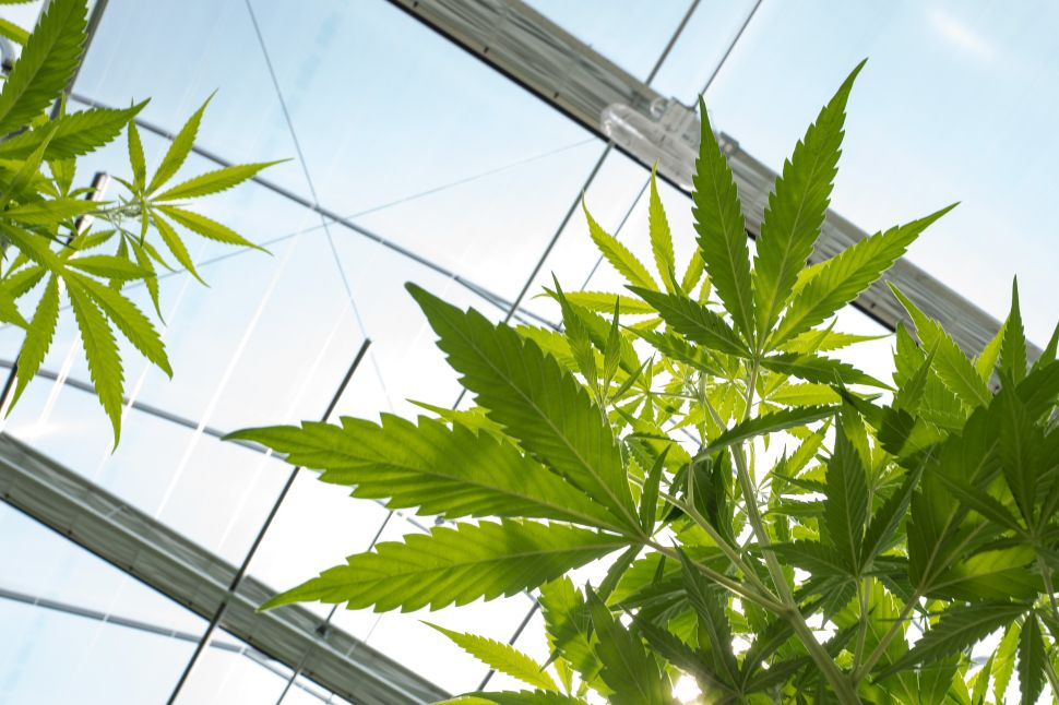 Cannabis plants grow in the greenhouse at Vireo Health's medical marijuana cultivation facility, August 19, 2016 in Johnstown, New York.