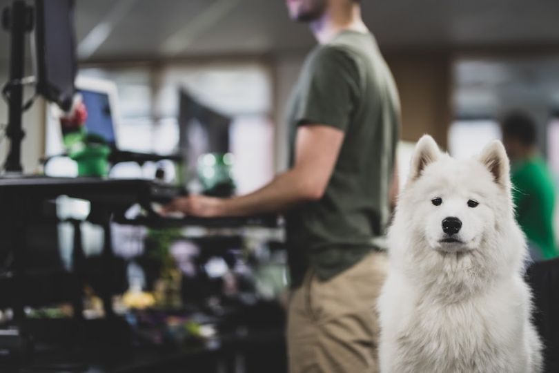 Rover's Seattle office has about 300 employees and 70 dogs on a daily basis.