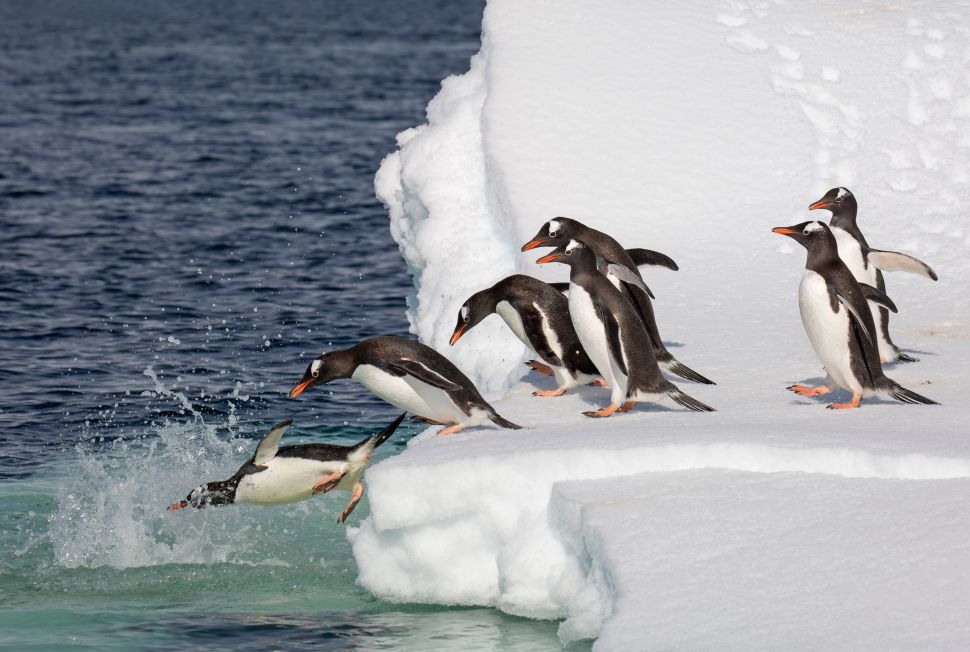 The end of the Cold War meant that visitors could finally visit these guys in Antarctica. 