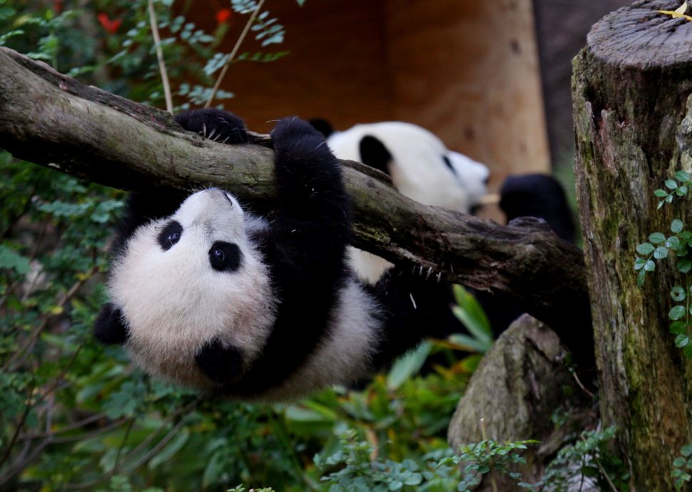 Bai Yun and one of her cubs at the San Diego Zoo.