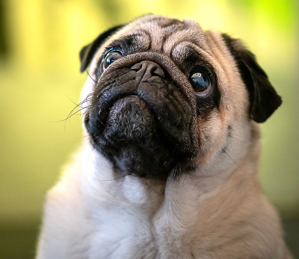 pug puppy dog eyes