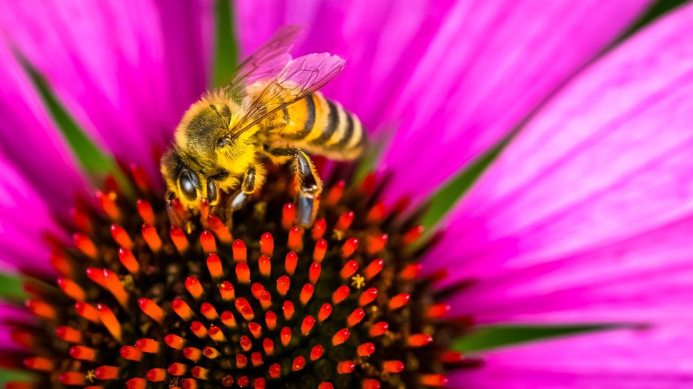 honeybees