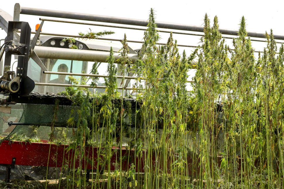 The ongoing trade war with China isn’t impacting the American cannabis industry.