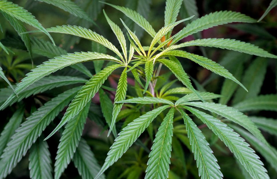 hemp