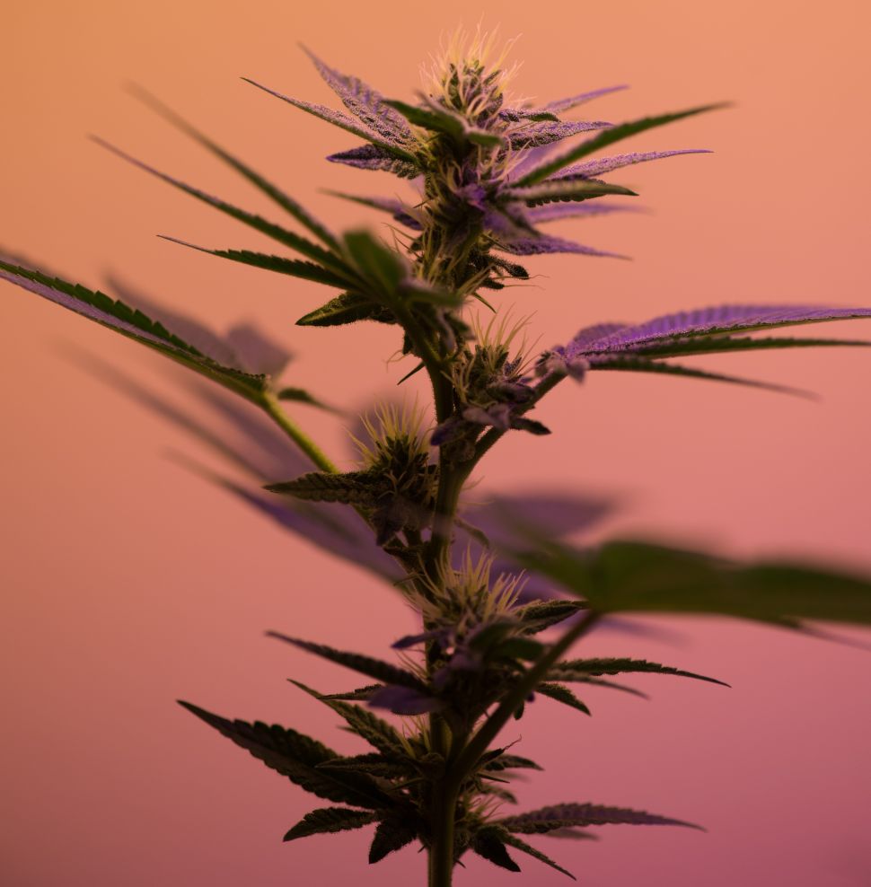 Hemp