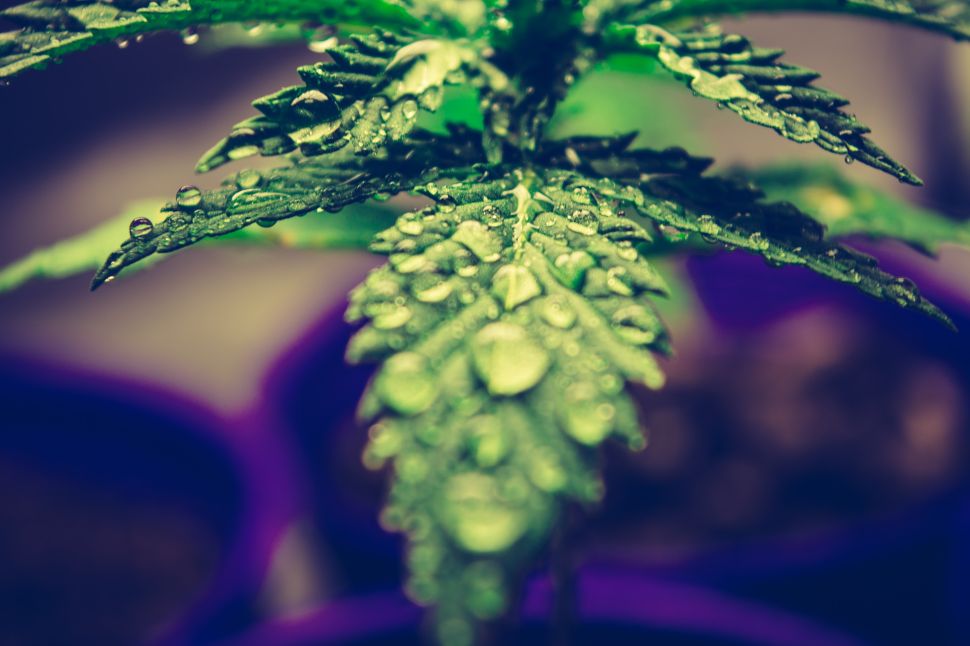 marijuana