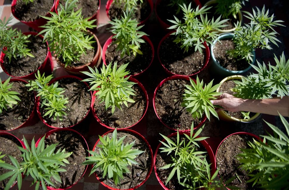 A Uruguayan cannabis company has announced it will track marijuana sales via blockchain. But is it really necessary?