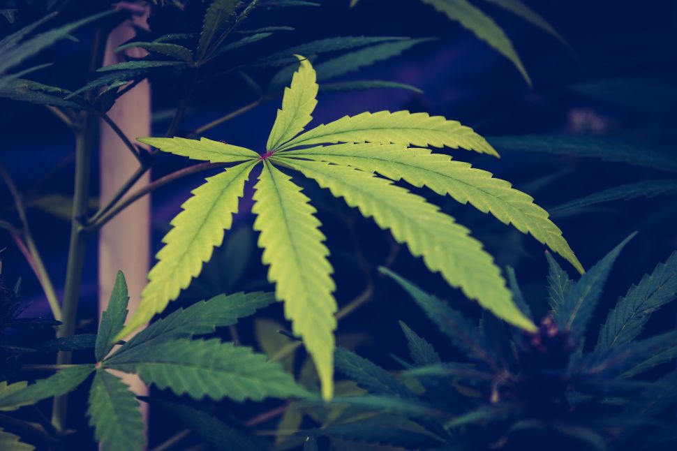 cannabis industry