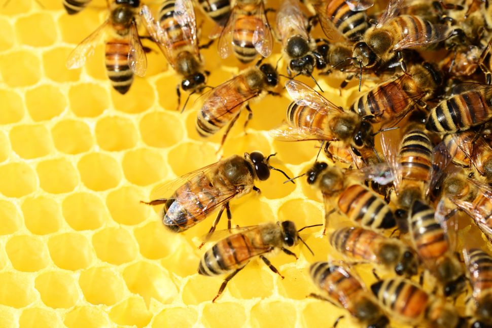 In a time of climate crisis, an average bee can sadly no longer do the job.