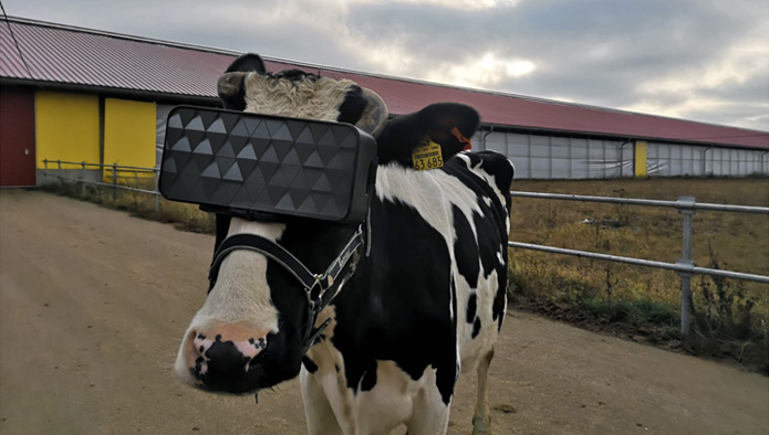 Experts (in cow anxiety) noted a reduced anxiety and improved emotional mood in the herd that was adorned in VR goggles.