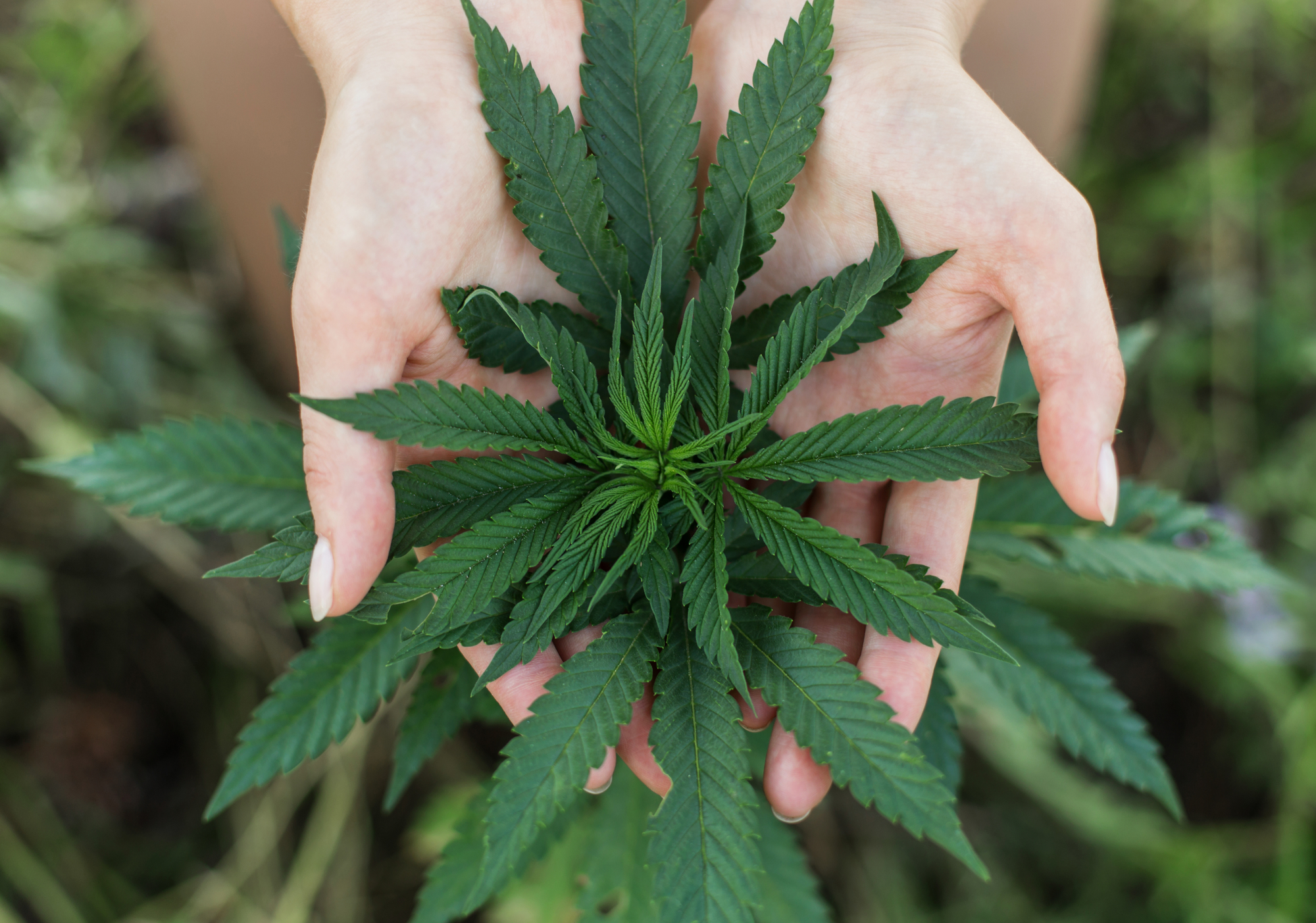 Medical cannabis.