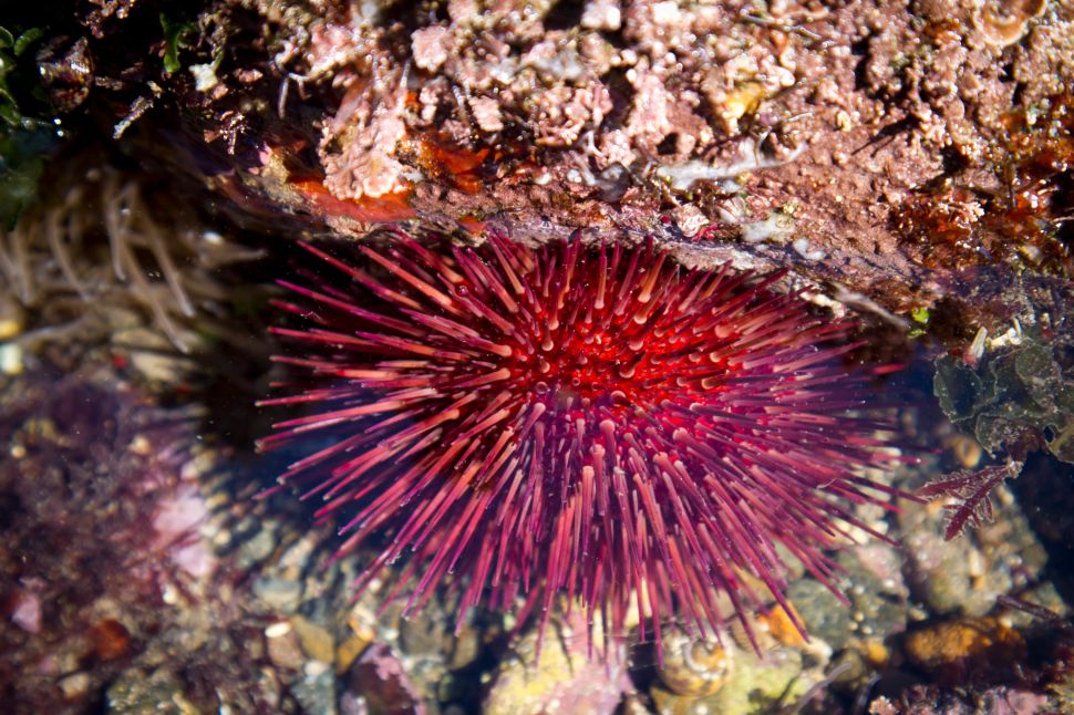 A purple sea urchin in a tidal pool.