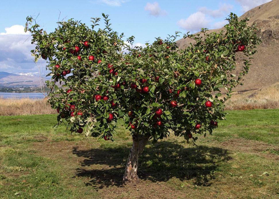 A Cosmic Crip apple tree.
