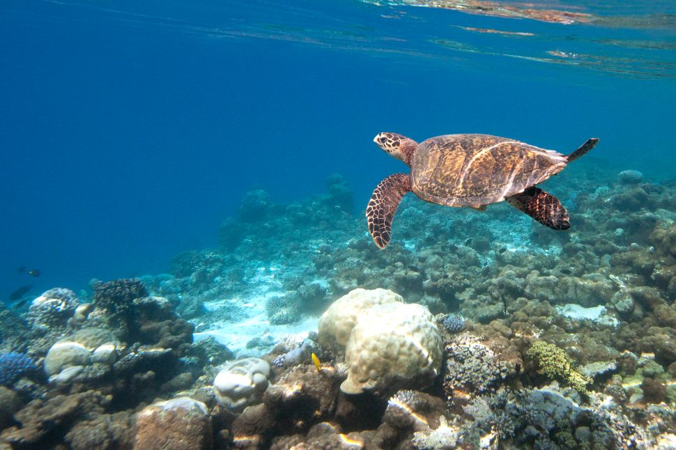 A sea turtle adventure.