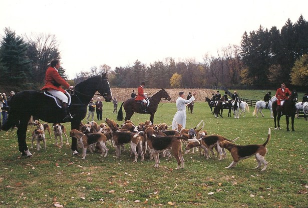 THE FOX AND THE HOUNDS: Ms. Reingold (pictured in the center) counted foxhunting among her hobbies. At one point, her pack included 60 English foxhounds. (Photo: Courtesy Suzy Reingold).