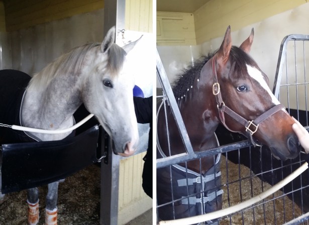 Steven Hornstock Is ABS In House Mensch and Muscle Messrs. Hornstock and Buslik's horses One Bad Boy, left, and Arctic Schiller.
