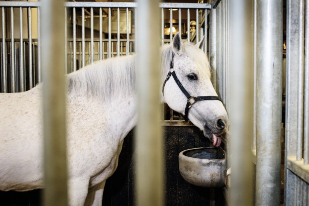 Stables Situation: Whats Becoming of the Citys Rapidly Disappearing Horse Stables? 20170308 dsc9879 edit final web Stables Situation: Whats Becoming of the Citys Rapidly Disappearing Horse Stables?